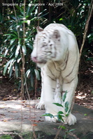 20090423 Singapore Zoo  83 of 97 